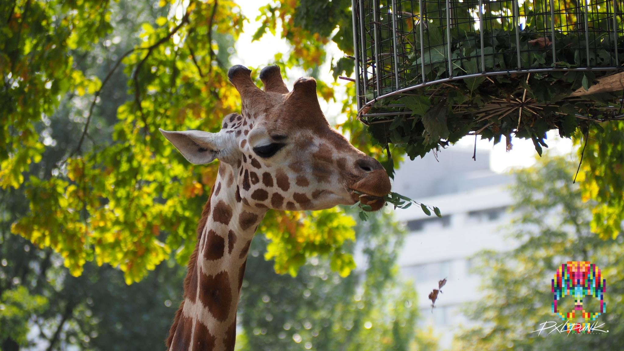 Giraffe