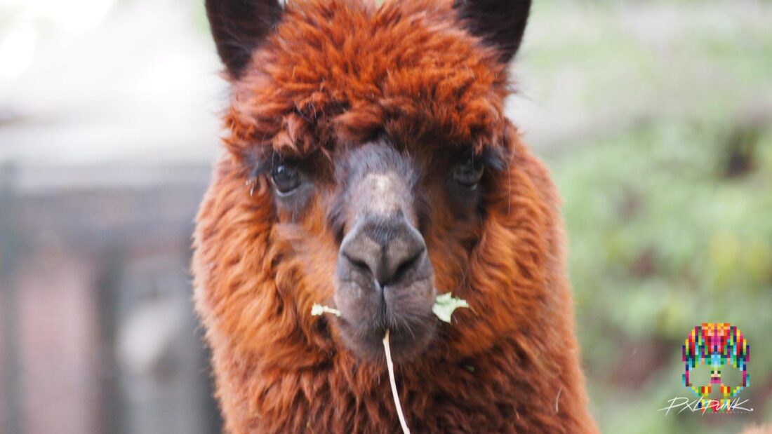 Lama
